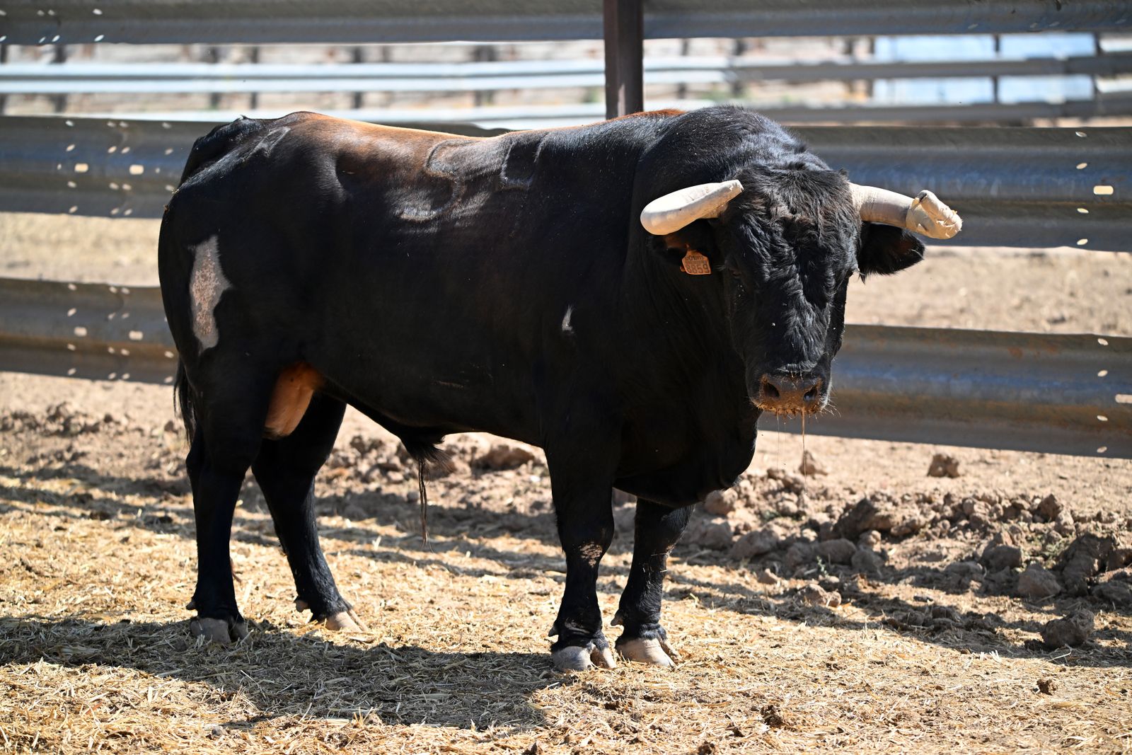 A Day with Bulls, Horses & Tradition