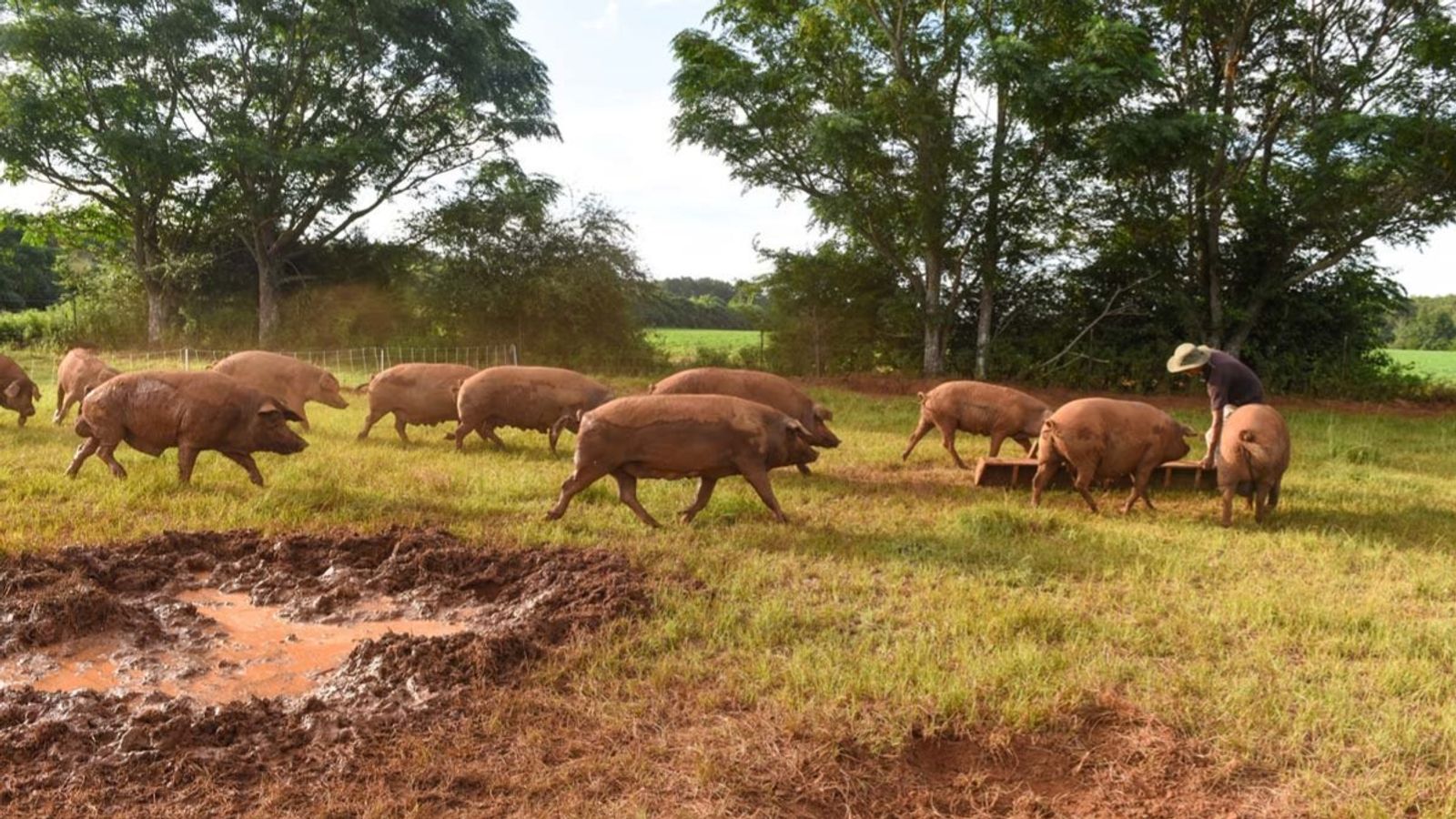 Iberian Ham Heritage Experience in the Genal Valley