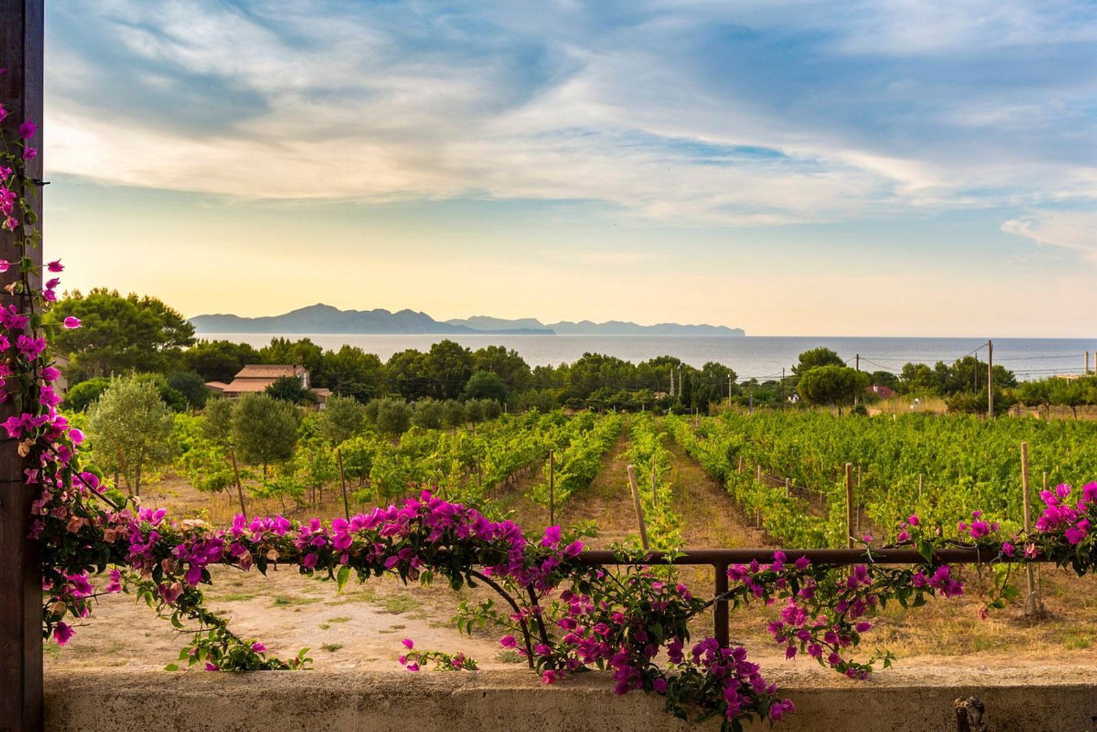 Wine and Olive Oil Tour
